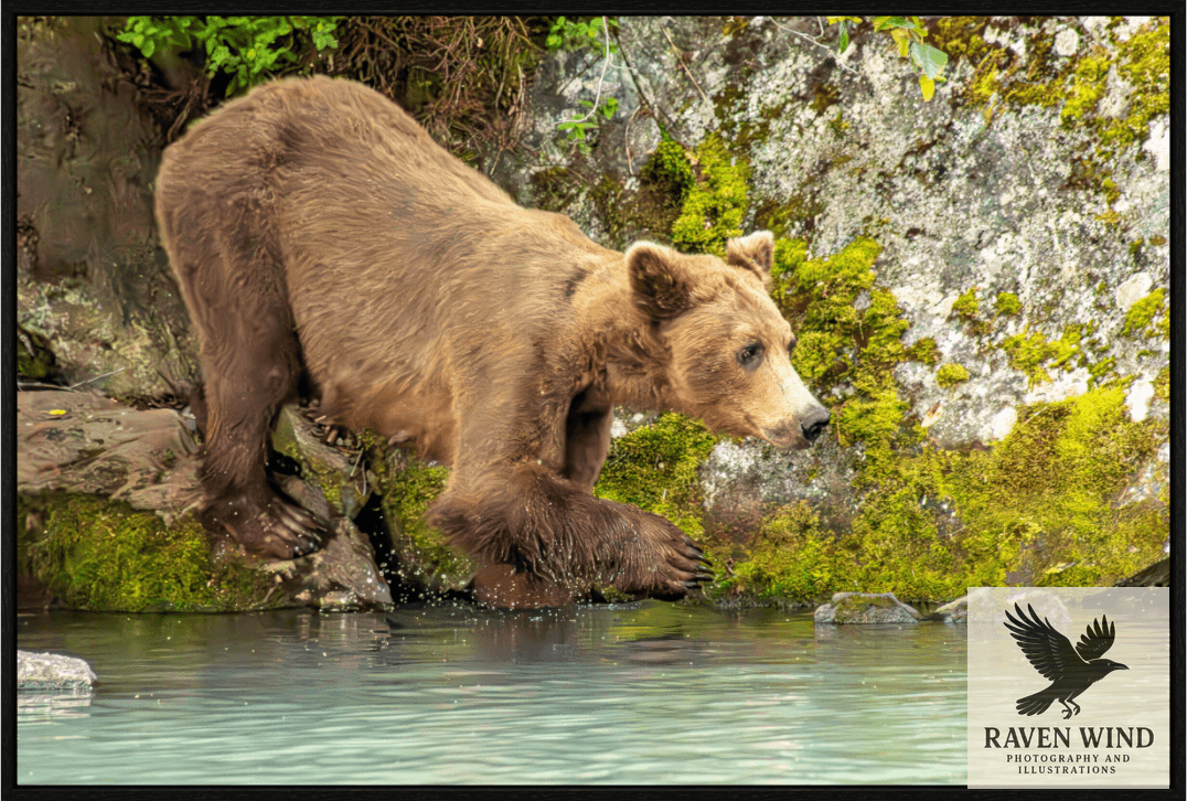 Nature photography print of a brown bear standing on a rock in a body of water with a rocky background