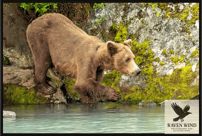 Nature photography print of a brown bear standing on a rock in a body of water with a rocky background
