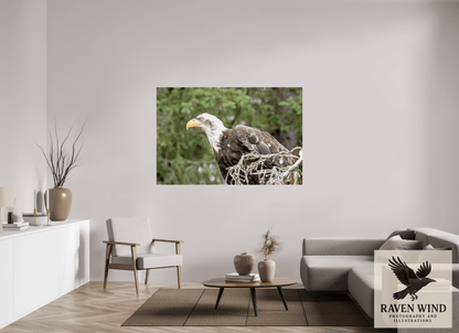 66 x 44″, Photo Print On Fuji Crystal DP II - unframed Majestic Watch - Bald Eagle on the Kenai Nature Photography Print