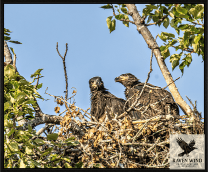Nature photography print of two bald eaglets in a nest surrounded by tree branches and leaves.