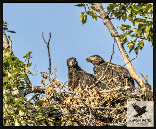 Nature photography print of two bald eaglets in a nest surrounded by tree branches and leaves.