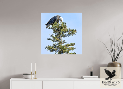 28 x 28.7″, Print on Canvas - ready to hang or set on a shelf Silent Sentinel - Bald Eagle in Alaska's Pines Nature Photography Print