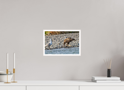Mine? Mine? – Bald Eagle and Seagull Shoreline Standoff Nature Photography Print
