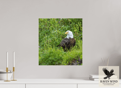 16 x 17.1″, Photo Print Under Acrylic Glass - ready to hang Grounded Majesty - Alaskan Bald Eagle Nature Photography Print