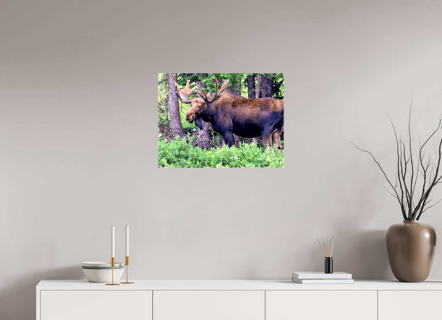 Watchful Moose - Fine Art Wildlife Print