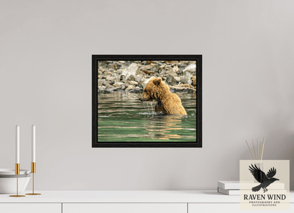 14.6 x 12″, Floater Frame - black oak frame - ready to hang Eye on the Prize Nature Photography Print