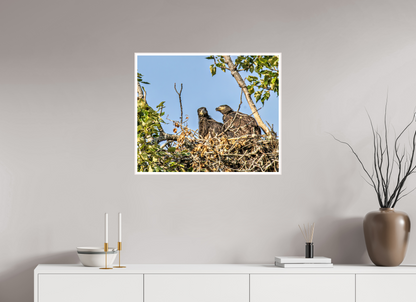 Nestmates – Young Eagles in a Woodland Home – Nature Photography Print
