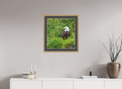 Grounded Majesty – Bald Eagle in Alaska’s Wilderness Nature Photography Print