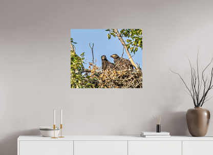 Nestmates – Young Eagles in a Woodland Home – Nature Photography Print