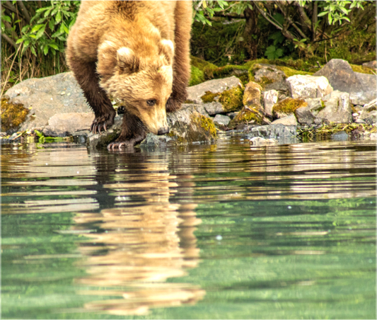 Nature Photography Print of a brown bear drinking water from a pond with a natural background