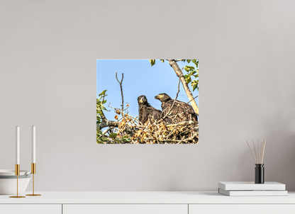 Nestmates – Young Eagles in a Woodland Home – Nature Photography Print
