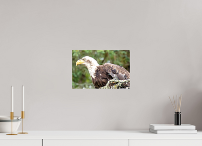 Majestic Watch – Bald Eagle on the Kenai Peninsula Nature Photography Print