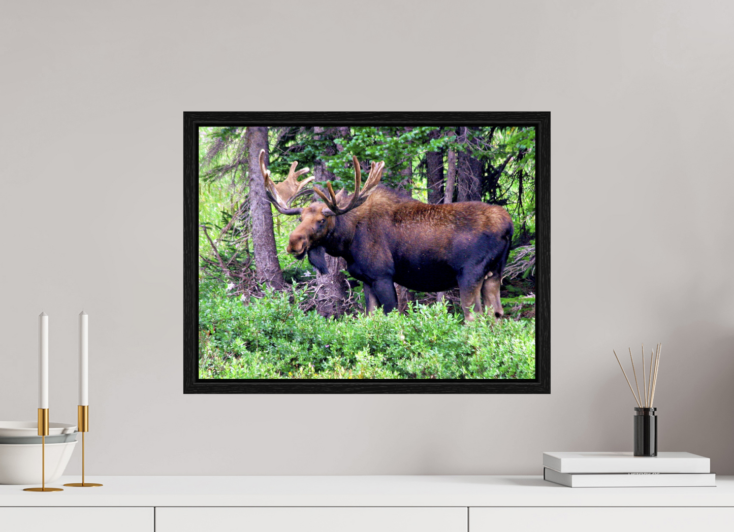 Watchful Moose - Fine Art Wildlife Print