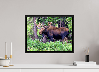 Watchful Moose - Fine Art Wildlife Print