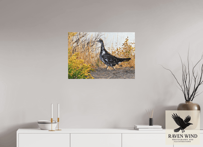 28.6 x 20″, ChromaLuxe HD Metal Print - ready to hang Grounded Grace - a Wild Grouse Nature Photography Print