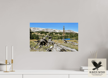 20.1 x 12″, Photo Print On Fuji Crystal DP II Standing Bear Tree - Bear Lake, Colorado Nature Photography Print
