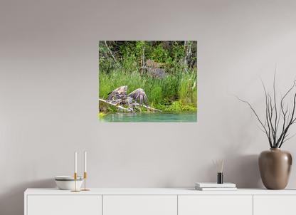 Skimming the Wild – Juvenile Bald Eagle Over the Kasilof River, Nature Photography Print