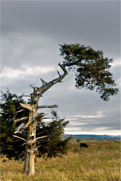 Still Standing - The Cedar That Weathered It All
