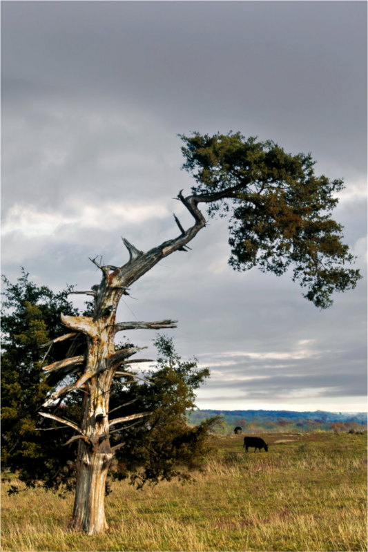 Still Standing - The Cedar That Weathered It All