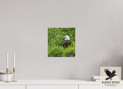 10 x 10.7″, Fine Art Print on Photo Rag Baryta - unframed (email for frame options) Grounded Majesty - Alaskan Bald Eagle Nature Photography Print