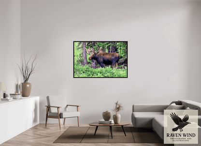 54 x 36″, Floater Frame - black oak frame - ready to hang Watchful Moose Nature Photography Print