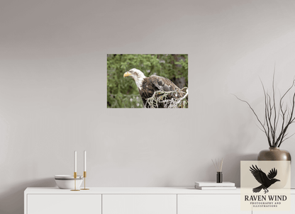 24 x 16″, Photo Print On Fuji Crystal DP II - unframed Majestic Watch - Bald Eagle on the Kenai Nature Photography Print