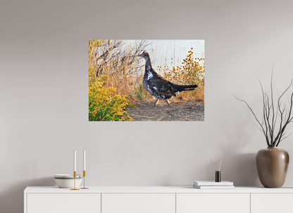 Grounded Grace – Fine Art Print of a Wild Grouse