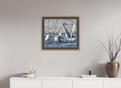 Wings in Motion – Seagulls on the Kasilof River, Alaska Nature Photography Print