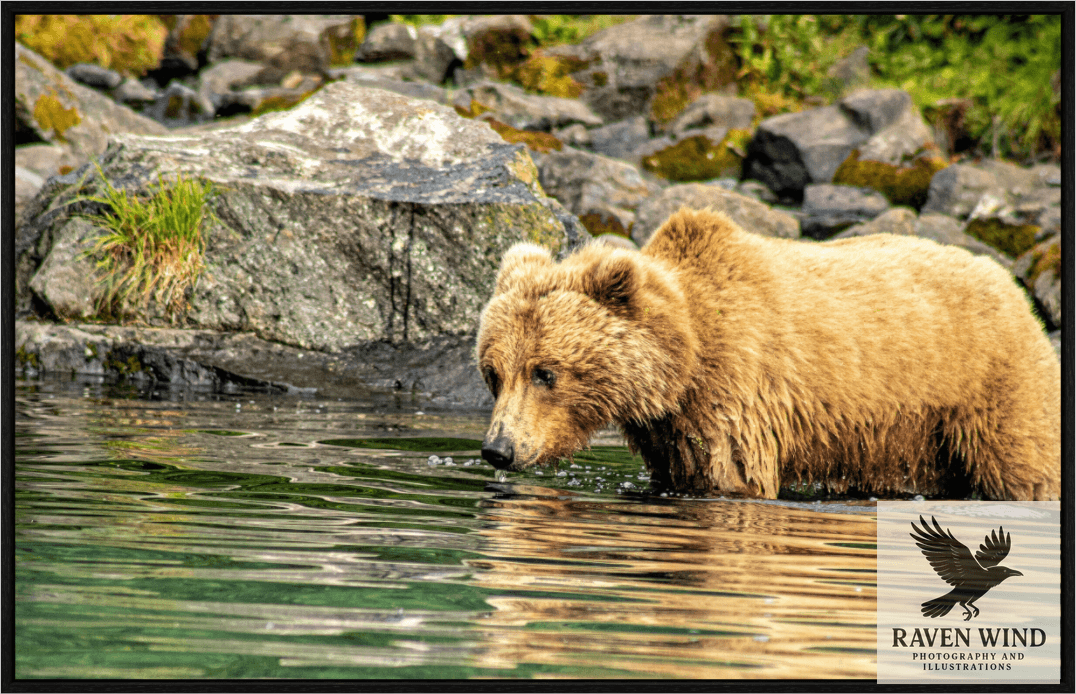 Nature Photography Print of a brown bear standing in water near rocks and grass