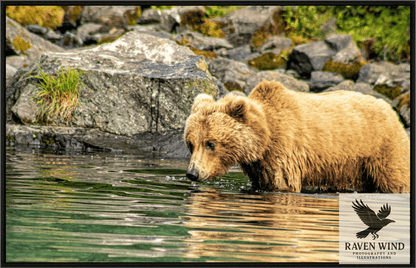 Nature Photography Print of a brown bear standing in water near rocks and grass