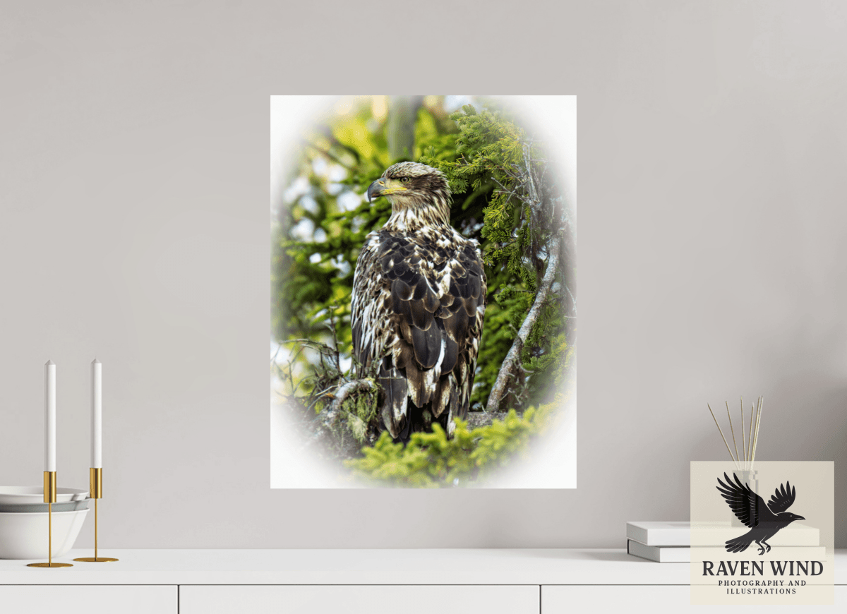 Raven Wind Photography & Illustrations-Forest Watch - Young Eagle Among the Pines Fine Art Wildlife Print -