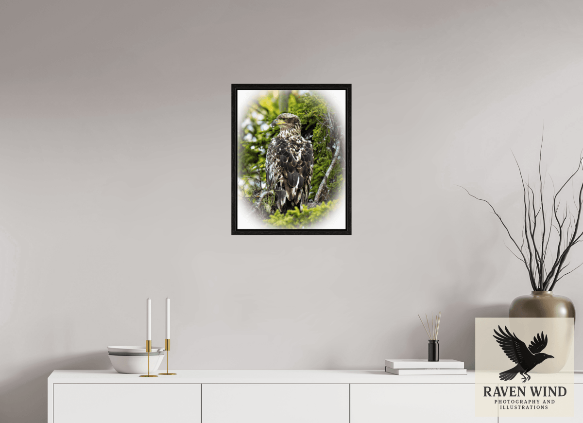 Raven Wind Photography & Illustrations-Forest Watch - Young Eagle Among the Pines Fine Art Wildlife Print -