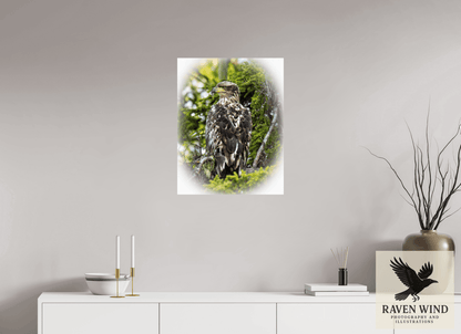 Raven Wind Photography & Illustrations-Forest Watch - Young Eagle Among the Pines Fine Art Wildlife Print -