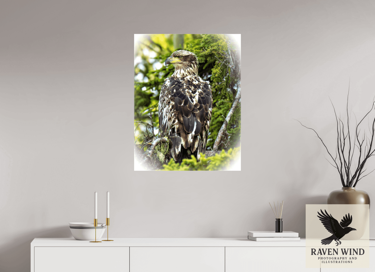 Raven Wind Photography & Illustrations-Forest Watch - Young Eagle Among the Pines Fine Art Wildlife Print -
