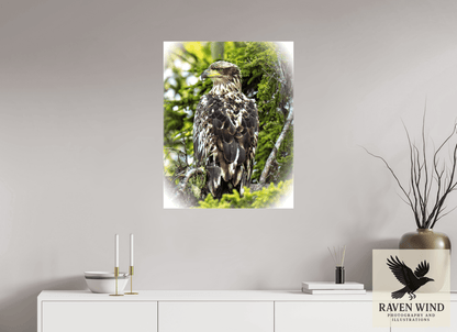 Raven Wind Photography & Illustrations-Forest Watch - Young Eagle Among the Pines Fine Art Wildlife Print -