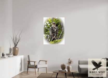 Raven Wind Photography & Illustrations-Forest Watch - Young Eagle Among the Pines Fine Art Wildlife Print -