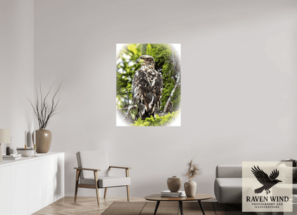 Raven Wind Photography & Illustrations-Forest Watch - Young Eagle Among the Pines Fine Art Wildlife Print -