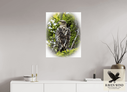 Raven Wind Photography & Illustrations-Forest Watch - Young Eagle Among the Pines Fine Art Wildlife Print -
