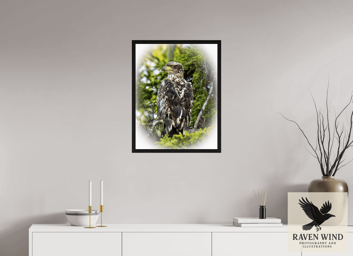Raven Wind Photography & Illustrations-Forest Watch - Young Eagle Among the Pines Fine Art Wildlife Print -