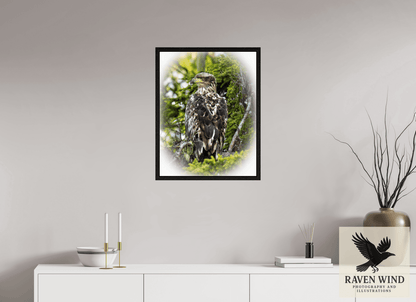 Raven Wind Photography & Illustrations-Forest Watch - Young Eagle Among the Pines Fine Art Wildlife Print -