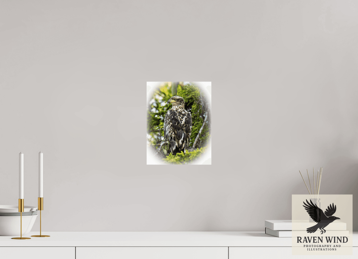 Raven Wind Photography & Illustrations-Forest Watch - Young Eagle Among the Pines Fine Art Wildlife Print -