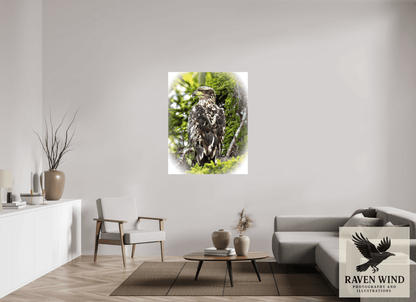 Raven Wind Photography & Illustrations-Forest Watch - Young Eagle Among the Pines Fine Art Wildlife Print -