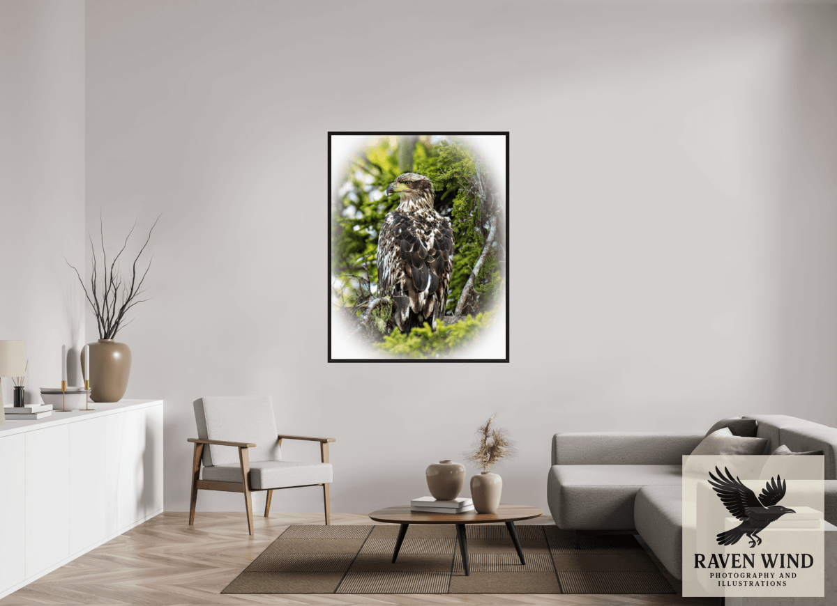 Raven Wind Photography & Illustrations-Forest Watch - Young Eagle Among the Pines Fine Art Wildlife Print -