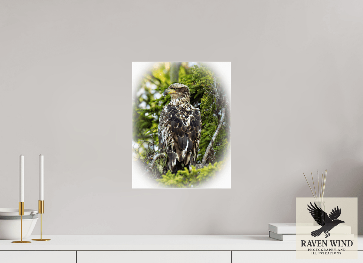 Raven Wind Photography & Illustrations-Forest Watch - Young Eagle Among the Pines Fine Art Wildlife Print -