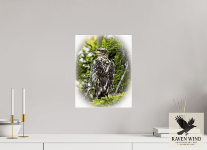 Raven Wind Photography & Illustrations-Forest Watch - Young Eagle Among the Pines Fine Art Wildlife Print -