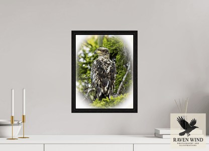 Raven Wind Photography & Illustrations-Forest Watch - Young Eagle Among the Pines Fine Art Wildlife Print -