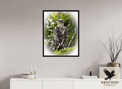 Raven Wind Photography & Illustrations-Forest Watch - Young Eagle Among the Pines Fine Art Wildlife Print -