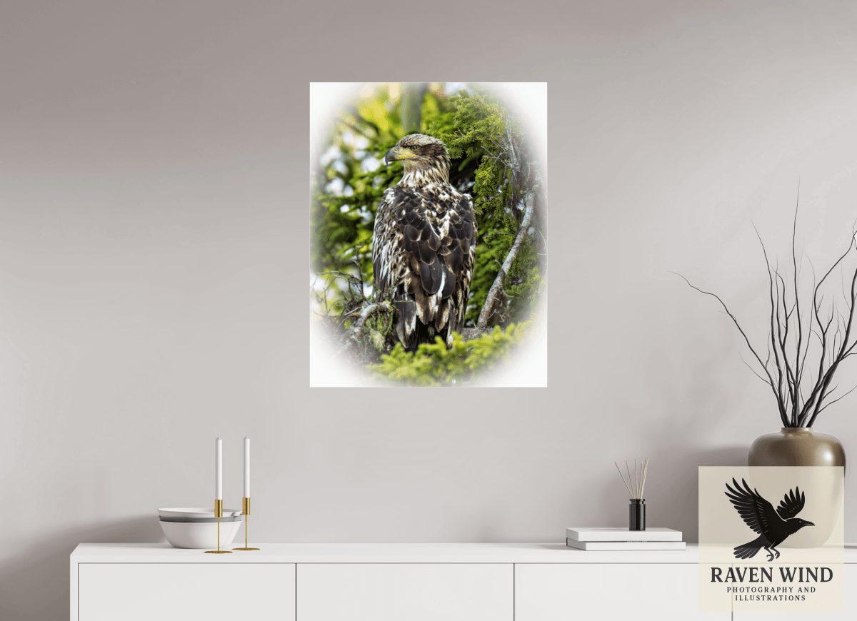 Raven Wind Photography & Illustrations-Forest Watch - Young Eagle Among the Pines Fine Art Wildlife Print -