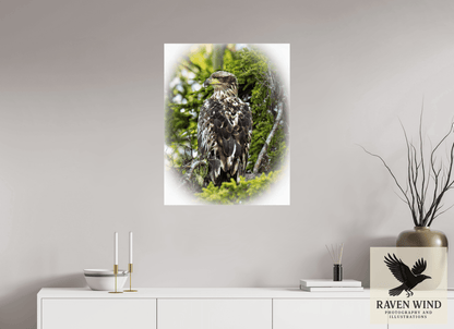 Raven Wind Photography & Illustrations-Forest Watch - Young Eagle Among the Pines Fine Art Wildlife Print -