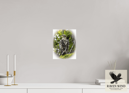 Raven Wind Photography & Illustrations-Forest Watch - Young Eagle Among the Pines Fine Art Wildlife Print -